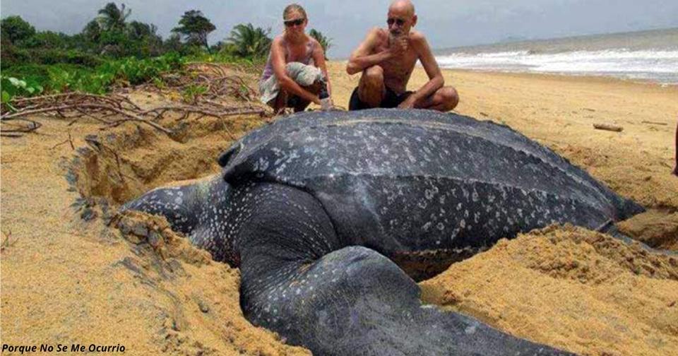 В Испании на берег выбросило 1000-килограммовую черепаху. Чудо или ужас? 