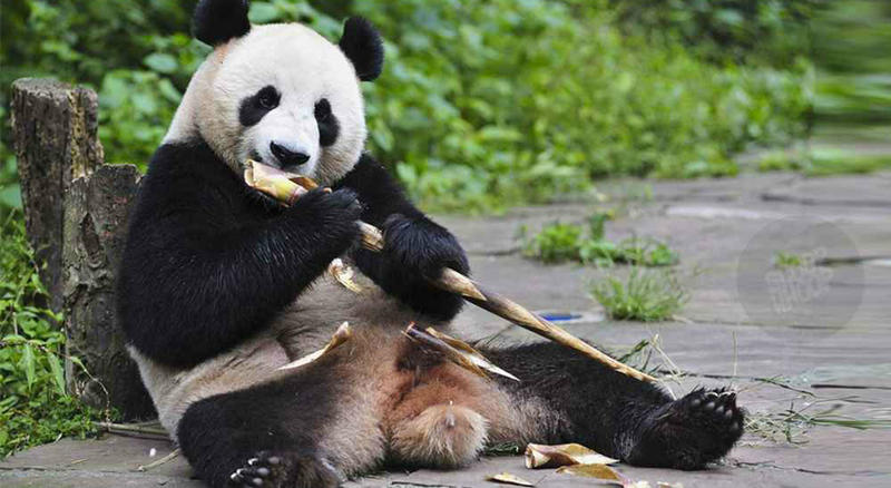 15 мемов, доказывающих, что если кто и умеет жить лучше вас, так это панды! 