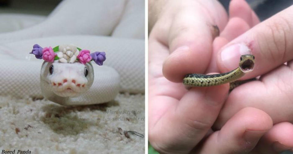 35 очаровательных фото, после которых вы перестанете бояться змей