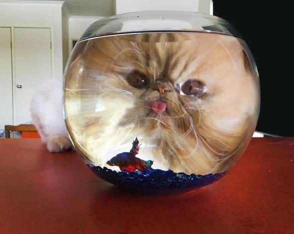 Пользователи интернета поделились забавнейшими кошачьими ситуациями, которые приведут вас в восторг