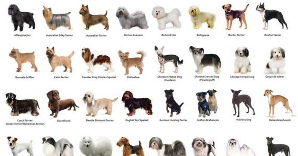 Какая порода собак вам подходит? Вот тест, чтобы узнать! 