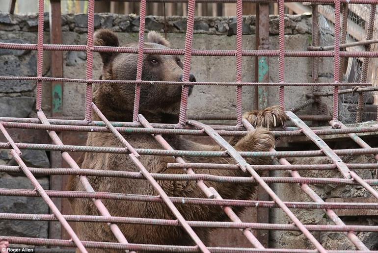 Голодных медведей Мишу и Дашу заставляли смотреть, как едят люди. Теперь они спасены!