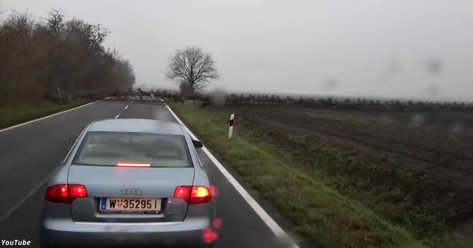 Я ехал на машине из Венгрии в Хорватию. И тут посреди дороги появилось стадо!