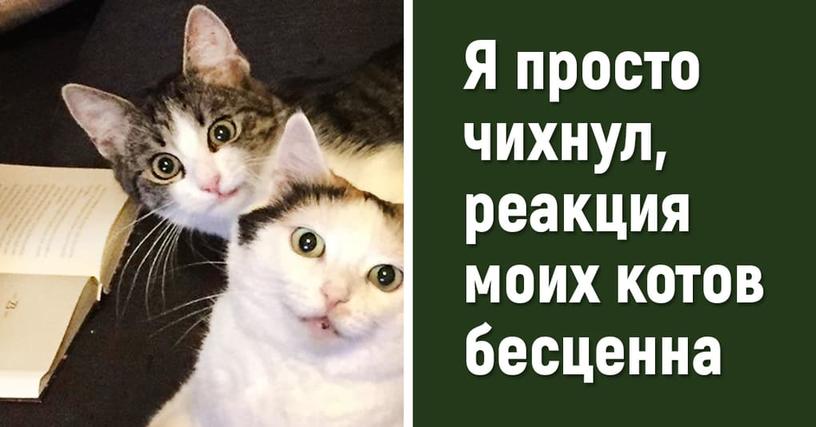 15 развесёлых котов и собак, которые ведут себя очень странно и явно не подозревают об этом