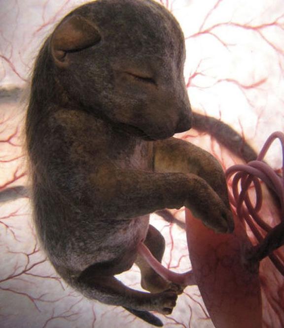 23 эпохальных фото животных в утробе матери! Слон - это нечто! 