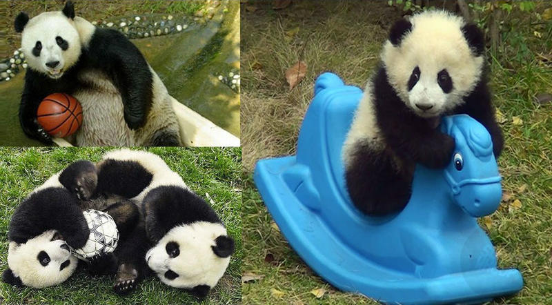 15 мемов, доказывающих, что если кто и умеет жить лучше вас, так это панды! 