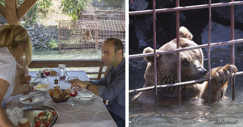 Голодных медведей Мишу и Дашу заставляли смотреть, как едят люди. Теперь они спасены! 