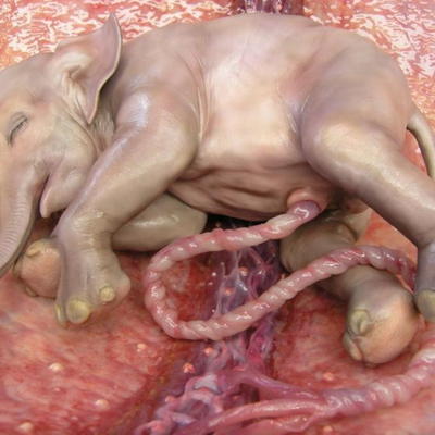 23 эпохальных фото животных в утробе матери! Слон - это нечто! 