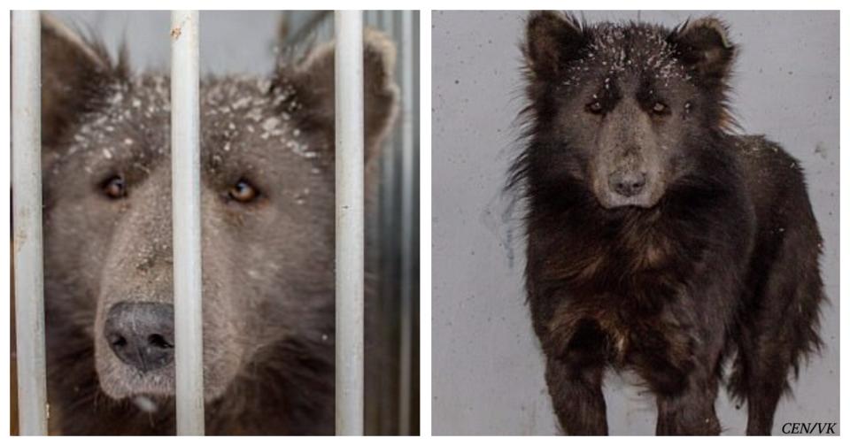 В России нашли собаку с головой медведя! Никто не знает, откуда он взялся