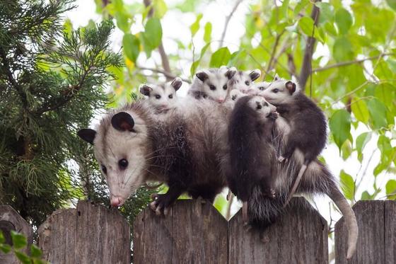 25 фото животных с детьми, которые растопят даже самое чёрствое сердце