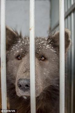 В России нашли собаку с головой медведя! Никто не знает, откуда он взялся