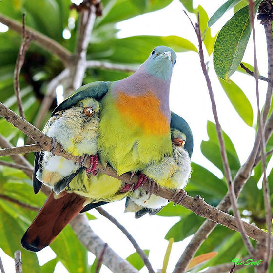 25 фото животных с детьми, которые растопят даже самое чёрствое сердце