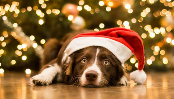 Приметы на Новый год Желтой Собаки: что нельзя делать в новогоднюю ночь