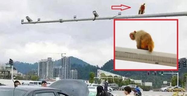 Китаянка попала в нелепую автомобильную аварию, перепутав задницу обезьяны с красным сигналом светофора