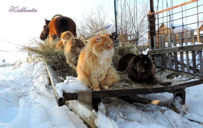Женщина из Барнаула разводит сибирских котов, собирая целую армию, и вы сдадитесь им без единого выстрела
