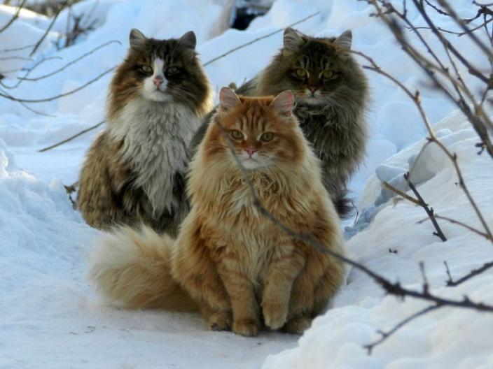 Женщина из Барнаула разводит сибирских котов, собирая целую армию, и вы сдадитесь им без единого выстрела