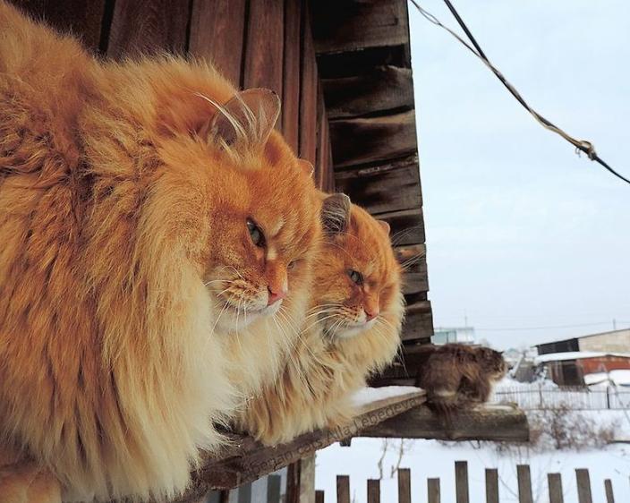 Суровые сибирские кошки захватили целую ферму. Вот как они там живут