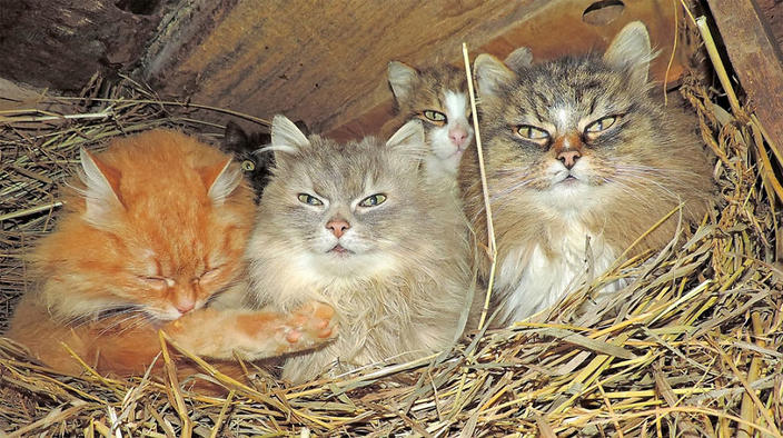 Суровые сибирские кошки захватили целую ферму. Вот как они там живут