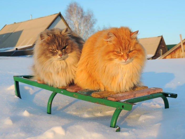 Суровые сибирские кошки захватили целую ферму. Вот как они там живут