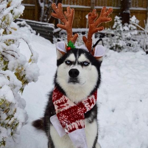 Хозяйка устроила рождественскую фотосессию со своим псом, но получившиеся снимки вряд ли можно назвать праздничными