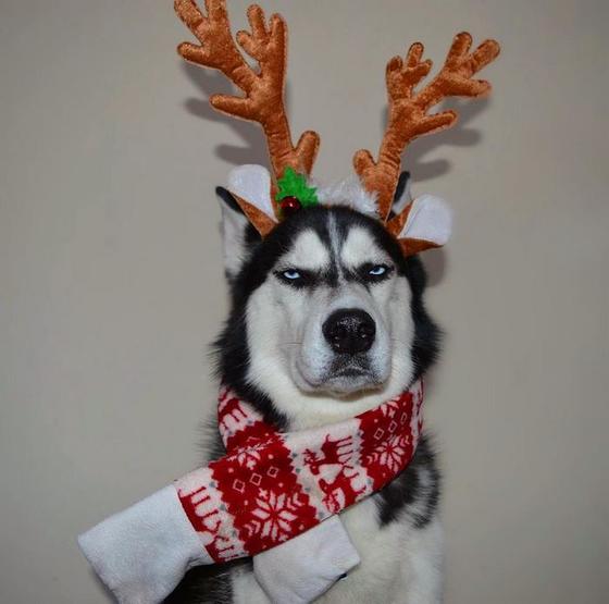 Хозяйка устроила рождественскую фотосессию со своим псом, но получившиеся снимки вряд ли можно назвать праздничными