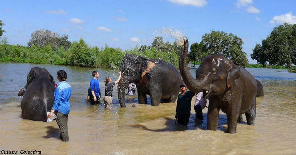 Вы можете поехать в Таиланд бесплатно, если согласны спасать азиатских слонов!