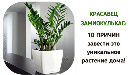 Красавец замиокулькас: 10 причин завести это растение в доме