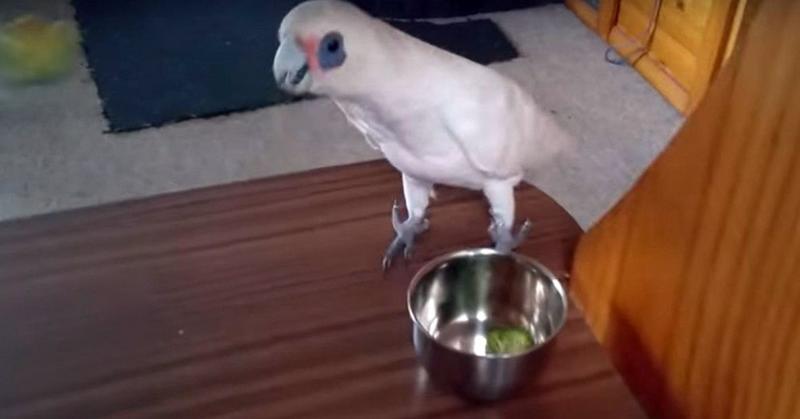 Хозяйка хотела покормить попугая брокколи, но его реакция была настолько красноречива, что вряд ли женщина попытается это сделать ещё раз