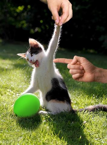 Яростная битва котика и воздушного шарика так понравилась интернет-пользователям, что превратилась в битву фотошоперов