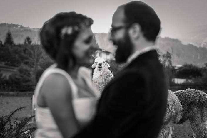 25 свадебных фото, на которых есть кто-то поважнее жениха и невесты