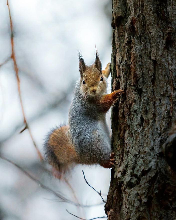 Финский фотограф как-то убеждает лесных животных позировать для его снимков