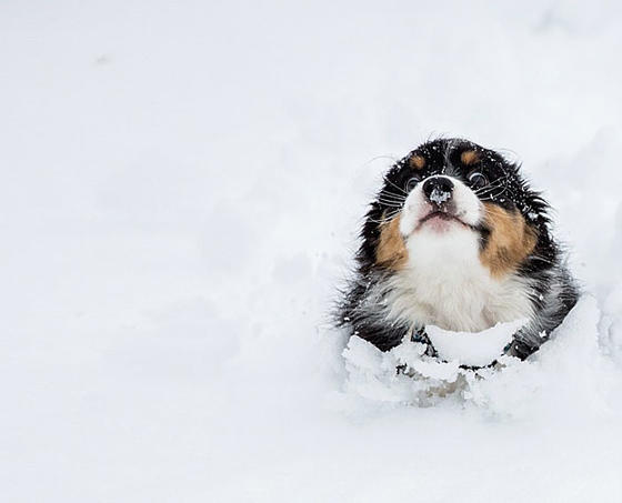 33 раза, когда коты и собаки в первый раз увидели снег. Их лица говорят сами за себя...
