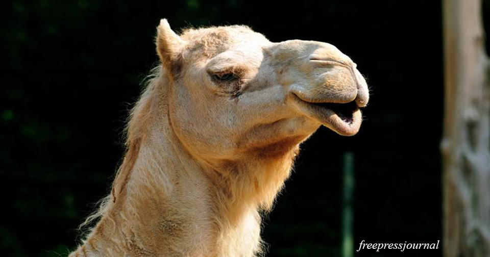 12 верблюдов выгнали с конкурса красоты за ботокс в губах! И это не шутка...