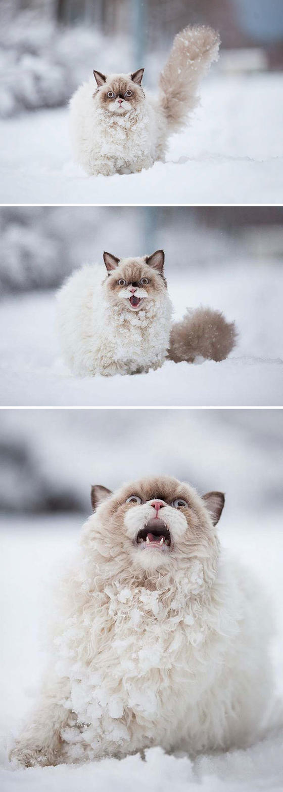 33 раза, когда коты и собаки в первый раз увидели снег. Их лица говорят сами за себя...