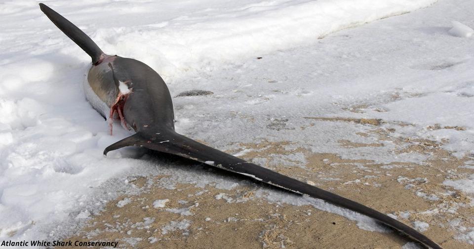 В Америке Новый год выдался таким холодным, что акулы замерзают насмерть!
