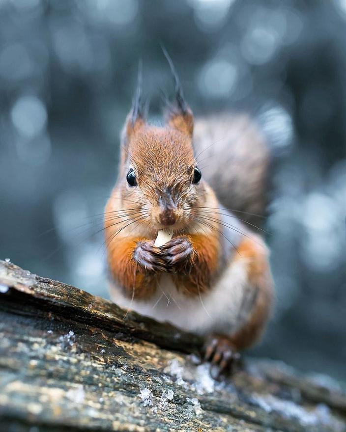 Финский фотограф как-то убеждает лесных животных позировать для его снимков