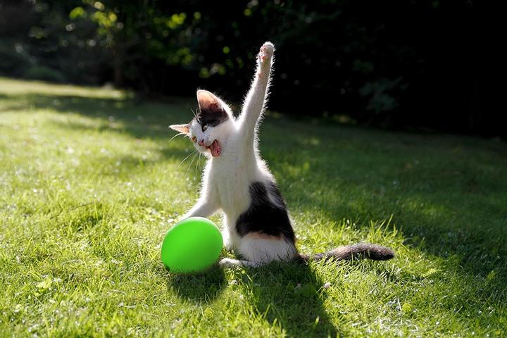 Яростная битва котика и воздушного шарика так понравилась интернет-пользователям, что превратилась в битву фотошоперов