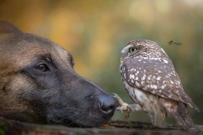 Эта собака выбрала себе самых необычных приятелей, и теперь они жить не могут друг без друга