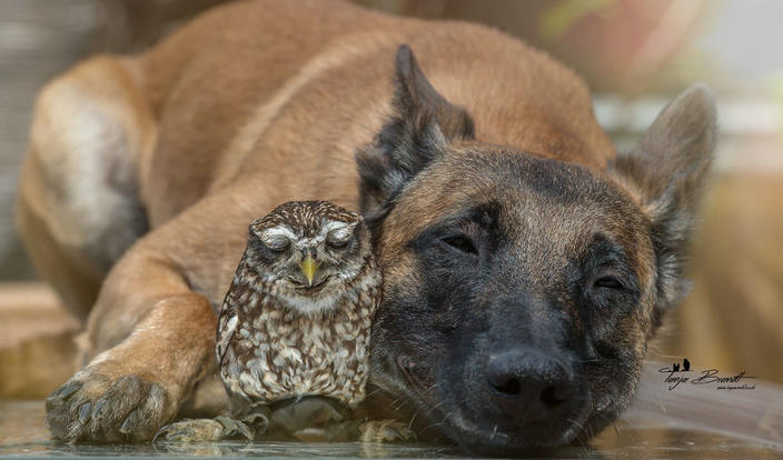 25 фото о том, что дружба бывает даже между совами и собаками