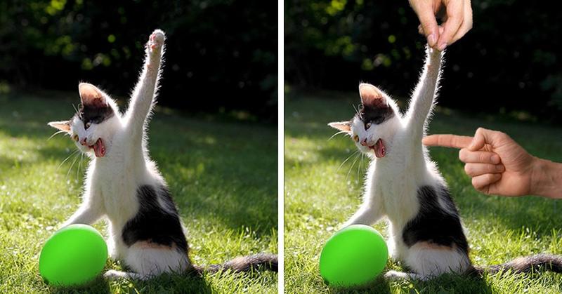 Яростная битва котика и воздушного шарика так понравилась интернет пользователям, что превратилась в битву фотошоперов