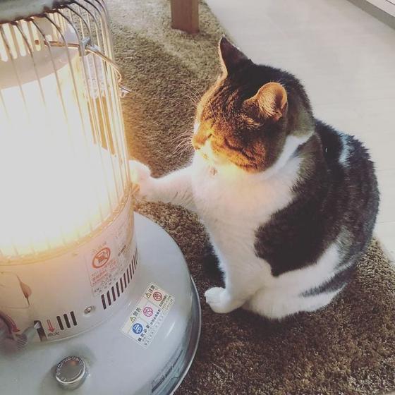 Толстенький котик Бусао нашёл лучший способ пережить эту ужасно холодную зиму, а нам остаётся только удивляться его находчивости. Ну и немножко завидовать