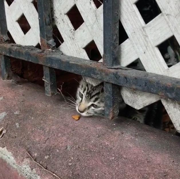 Мужчина услышал громко плачущего котёнка за мусорным баком и решил спасти его, но не ожидал, что ему вскоре придётся вернуться