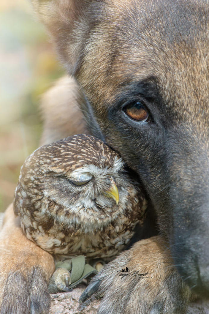 25 фото о том, что дружба бывает даже между совами и собаками