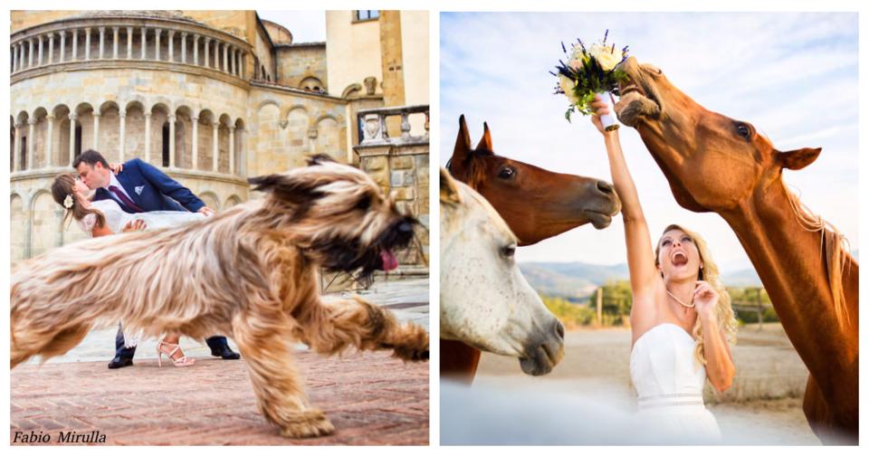 25 свадебных фото, на которых есть кто то поважнее жениха и невесты