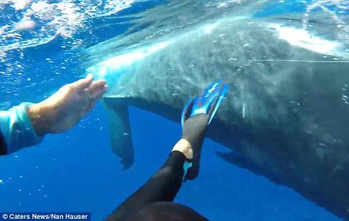 22-тонный кит спас дайвершу от акулы, спрятав её под плавником. Невероятное видео!