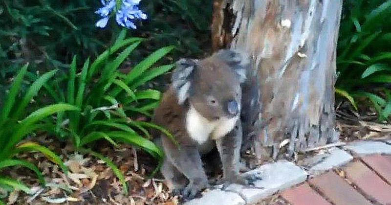 Маленькая коала хотела пить и грустненько сидела под деревом. Когда ей дали воды, оказалось, что она не такая уж и маленькая, а настоящий водохлёб