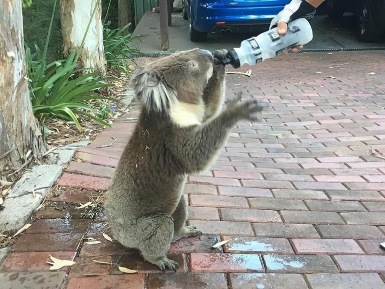 Маленькая коала хотела пить и грустненько сидела под деревом. Когда ей дали воды, оказалось, что она не такая уж и маленькая, а настоящий водохлёб