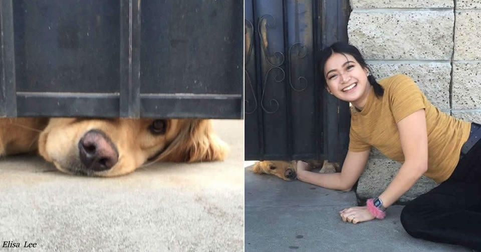 Этот пес каждый день так трогательно выглядывал из под ворот, что завоевал ее сердце