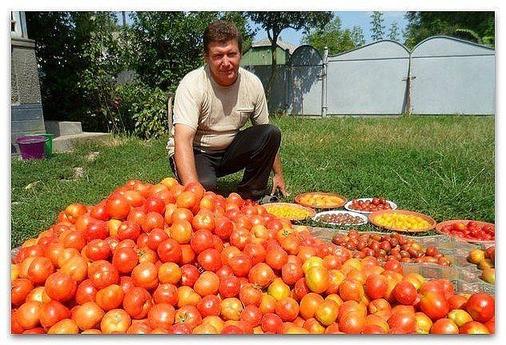 Волшебный бальзам для роста помидоров