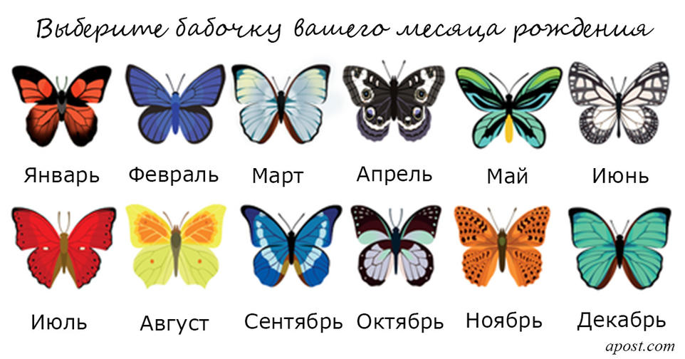 Выберите бабочку месяца своего рождения   и узнаете о себе самое главное!